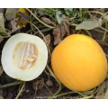 HSM26 Fwiqi carne blanca, naranja redonda híbrido F1 semillas de melón dulce